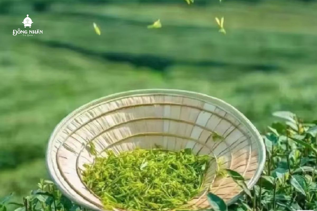 TRÀ XUÂN TỐT, NHƯNG CẦN HÁI ĐÚNG THỜI ĐIỂM VÀ ĐÚNG CÁCH!